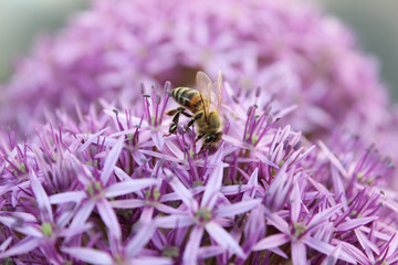 Bienenschutz, Biene an der Blume, Wildlauch