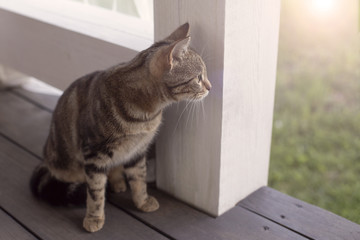 Cat sitting on the porch