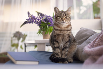 Cat sitting on a bench