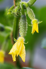 Young plant cucumber with yellow flowers. Juicy fresh cucumber closeup on a background of leaves