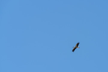 White Stork in flight