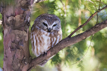 northern saw-whet owl (Aegolius acadicus) 