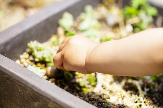 鉢植えの植物と子供の手