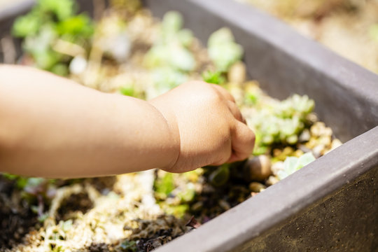 鉢植えの植物と子供の手