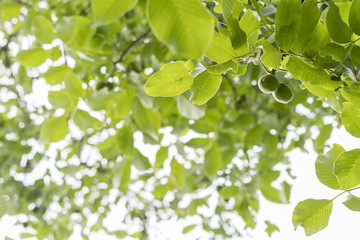 Fototapeta na wymiar An immature fruit nut on a tree in nature.