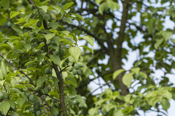 Fototapeta na wymiar An immature plum fruit on a tree in nature.