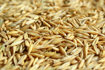 Oats seeding. Corn. Close-up. Background. Texture.