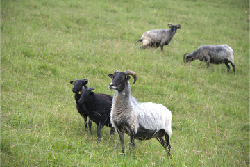 Naklejka premium Heidschnucken Schaf mit Jungem