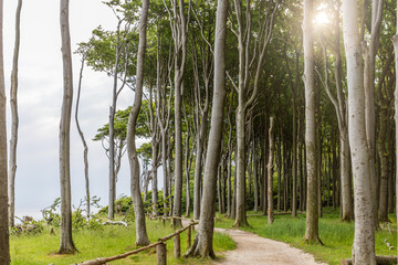 Gespensterwald Nienhagen