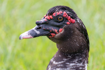 Duck Closeup