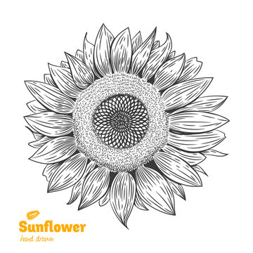 Sunflower hand drawn illustration