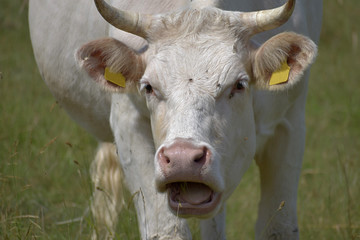 Beef cattle in pasture. White cow.