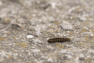 A caterpillar with hairs and thorns climbing the stone.