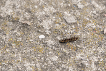A caterpillar with hairs and thorns climbing the stone.