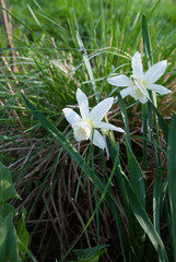 Daffodil Thalia (narcissus) plants