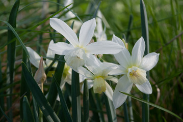 Daffodil Thalia (narcissus) plants