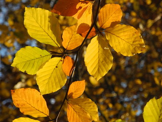 Buchenzweige im Herbst