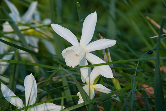 Daffodil Thalia (narcissus) Plants