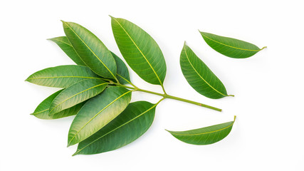 Green Marian Plum leaves on a white background.