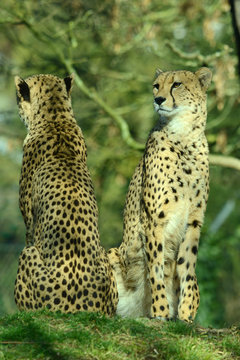Gepard im Tierpark