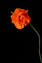 Red poppy flower on black background.