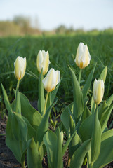 Tulipa fosteriana Purissima (Syn. Tulip White Emperor)