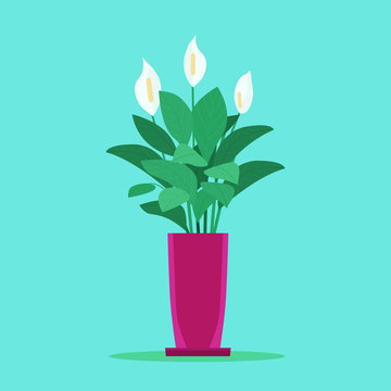 Houseplant in pot isolated. Spathiphyllum. Vector flat style illustration