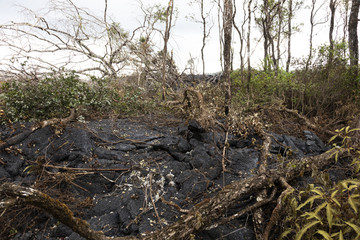 Lava flow in Hawaii, which has burned trees and shrubs