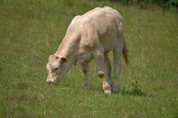 Young beef cattle on a grassy pasture.