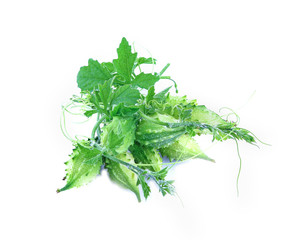 bitter gourd isolated on white background