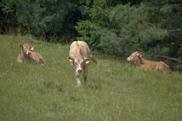 Young beef cattle on a grassy pasture.