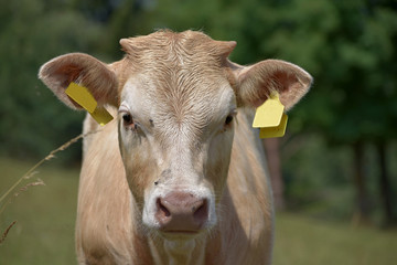 Young beef cattle on a grassy pasture. Detail of a cow