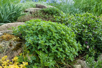 Origanum vulgare (oregano) young plant