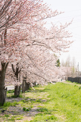 桜並木