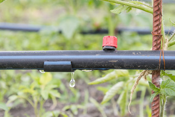 Drip irrigation on the bed. Seedlings of tomato prepared for planting on beds with drip irrigation