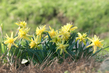 Daffodil Rip Van Winkle (narcissus) flowers