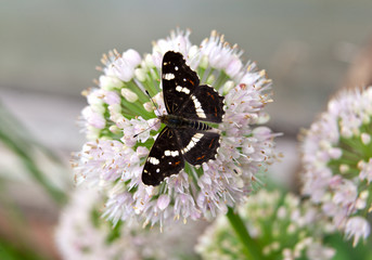  A butterfly on onion flower