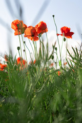 Fototapeta premium Poppies in a field