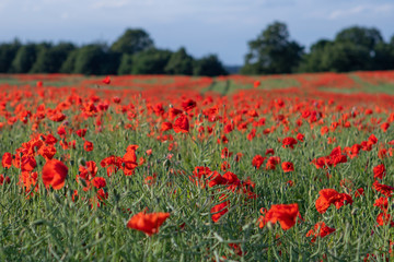 Field of Poppies