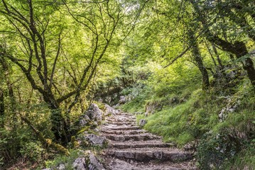 Obraz premium wood forest road with stone stairs