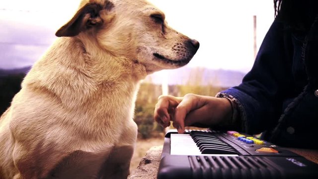 Dog Listening Piano. Zoom In. 