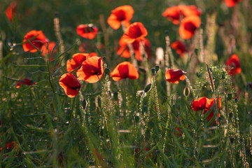 Fototapeta na wymiar Poppies in a field