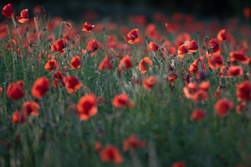 Poppies in a field