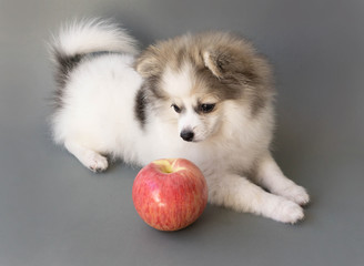 Fototapeta na wymiar Closeup cute pomeranian dog eating red apple on grey background, pet health care concept