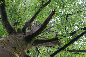 Fototapeta premium Baum
