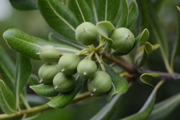 Nuts of Japanese cheesewood / Beach plants