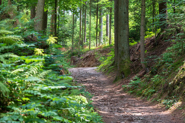 Obraz premium Wald mit Wanderweg 