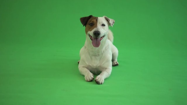 jack russell terrier on a green background