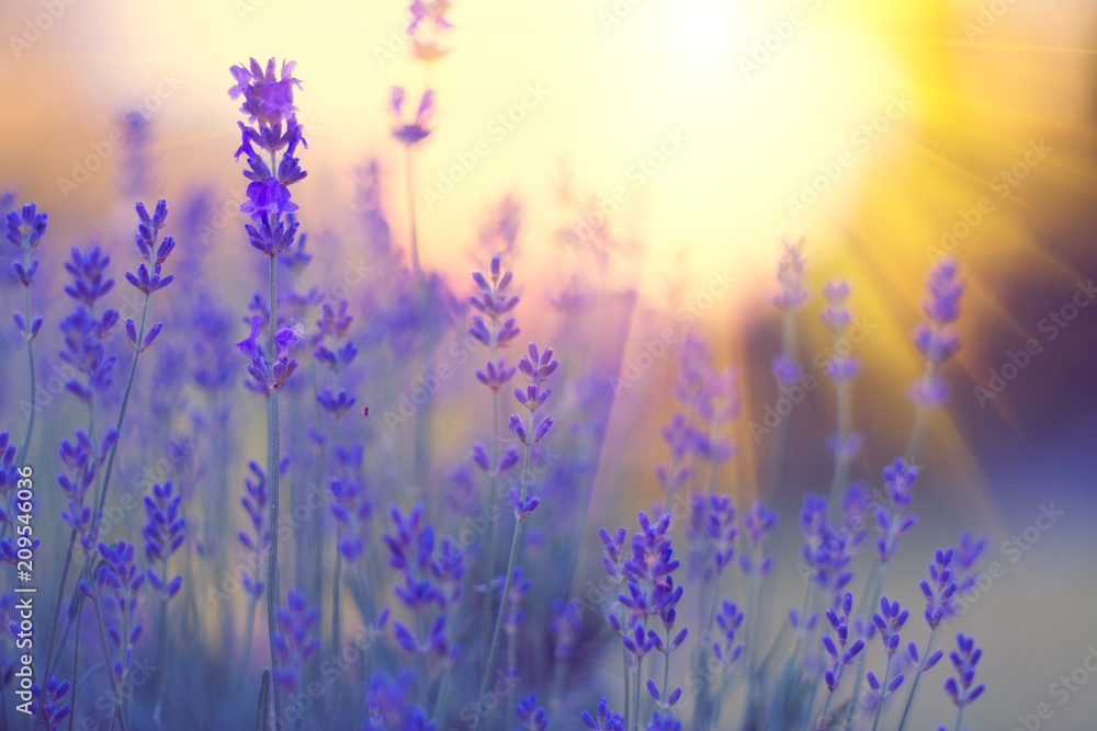 Poster Lavender field, Blooming violet fragrant lavender flowers. Growing lavender swaying on wind over sunset sky, harvest, perfume ingredient, aromatherapy