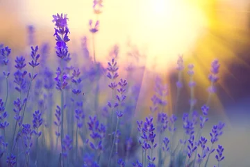 Photo sur Aluminium Lavande Champ de lavande, fleurs de lavande parfumées violettes en fleurs. Lavande croissante se balançant sur le vent au-dessus du ciel coucher de soleil, récolte, ingrédient de parfum, aromathérapie